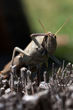 grasshopper