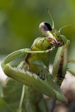 mantis