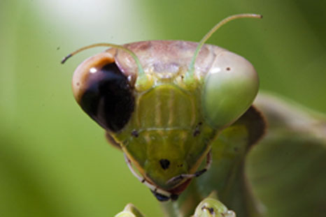 mantis_head